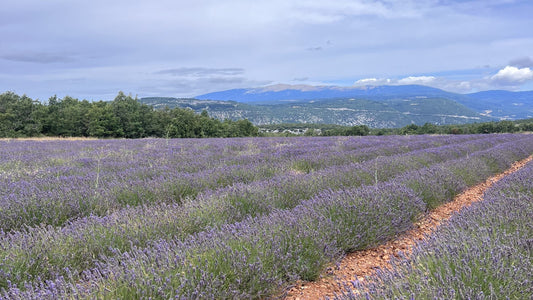 Lavender rows in full bloom on the high plateau in Provence with Mont Ventoux beyond