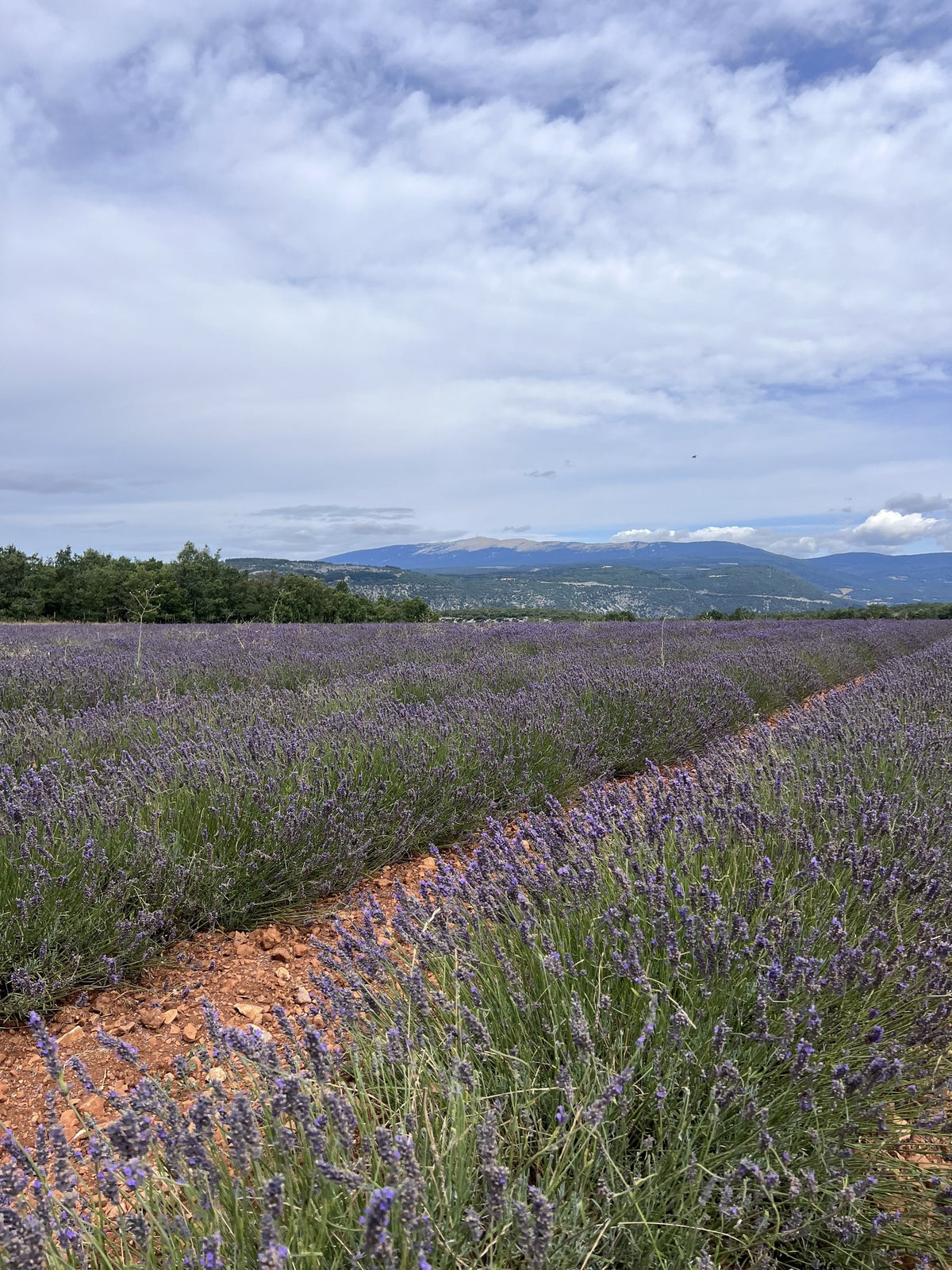 Lavender field in bloom in Provence, France